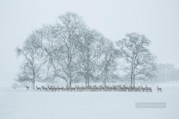  ciervos Arte - fotografía realista 09 paisaje invernal ciervo